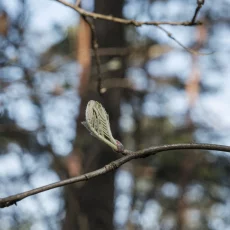 Knospen