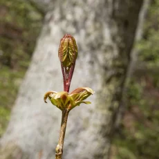 Knospen
