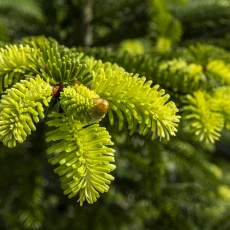 Knospen