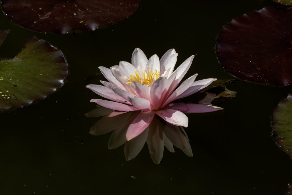 Seerose